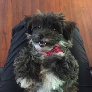 Meet your Posher, Hanna